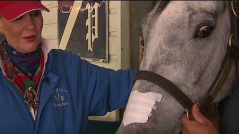 racing horse with nasal dilator