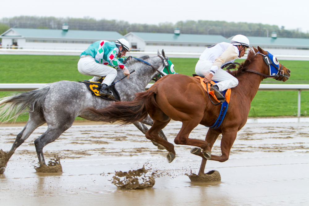 animal sports benefit from nasal dilators